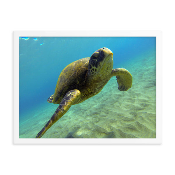 "Hello Honu" Framed photo paper poster